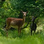 Forest Trip